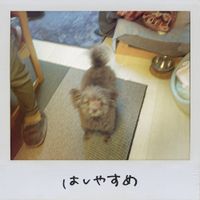 Saucy Dog Albums, Songs - Discography - Album of The Year