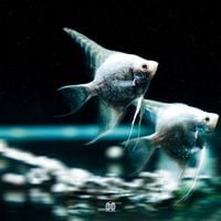 gyuris & Grasa - BARBATULA BARBATULA