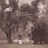 Cavalier - Black Cottonwood