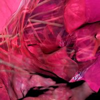 Soft Tissue - soft tissue