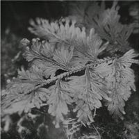 Ssab&aelig; - le roi est l'oiseau