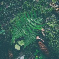 Aūkels - Meddjan skl​ā​it ten