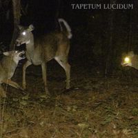 Salvinorin-A - Tapetum Lucidum
