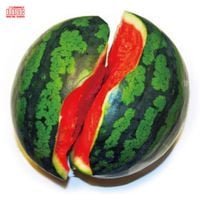 Seedless Watermelon Kim - Seedless Watermelon