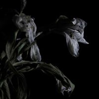 Cavernlight - As We Cup Our Hands and Drink from the Stream of Our Ache