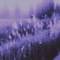 A Rose Dying In The Rain & Moongazer - Sky of fading lights