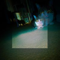 Isaur - Leech