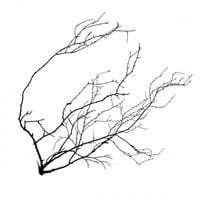Black Motor - Branches