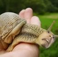 Gezebelle Gaburgably - Snail Song #3
