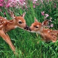 deerlover46 - FIFTY FIFTY - CUPID *DEERMIX*
