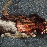 Halalnihil - Sz&oacute;rakoztat&oacute; Szerencs&eacute;tlens&eacute;g