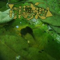 Phyllomedusa - Calling With No Response