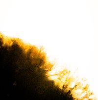 Sleepingfeverdream - Muddy Grains