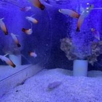kabab - FISH TANK