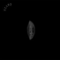 Clams - Clams