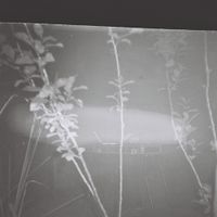 Liza V Posteli - poison tree