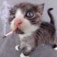 Stikarto - Kitten with cigarette