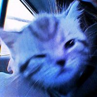 Gaze. - Cats Are Stoners