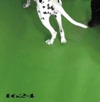 No Buses - 1624