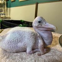 SPIDER GANG - baby pelican