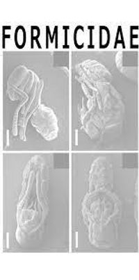 Formicidae - Exo-Skeletal Collection Pack 2016