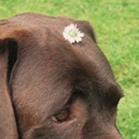 Crenoka - tribute to the dog i don't have yet