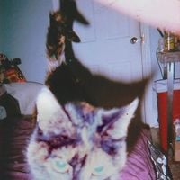 Dustball - Dusty&rsquo;s Crooked Tail