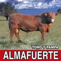 Almafuerte - Toro y pampa