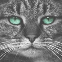 Joe Weller - Kitty