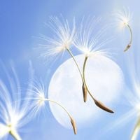 SEUNGKWAN - Dandelion