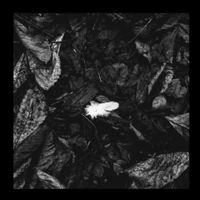 Dreaming In Denial - i felt a funeral, in my brain
