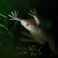 Phyllomedusa - My 9th Strangulation This Year
