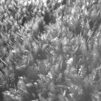 Paysage d'Hiver - Schnee IV
