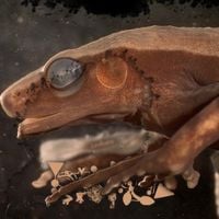 Phyllomedusa - Zooborn