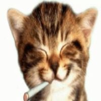 Stikarto - Kitten with blunt