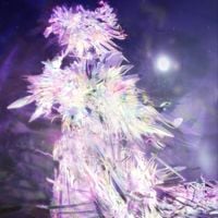 Thorjn - Full Body Sprain