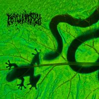 Phyllomedusa - Everything's Fine