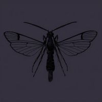 Fog - Insect