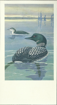 [unknown artist] - Common Loon