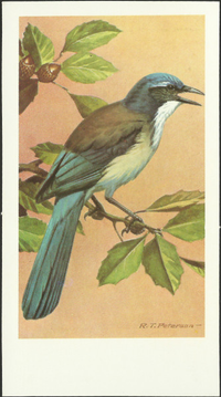 [unknown artist] - Scrub Jay