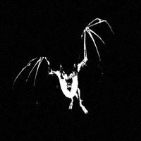 Drape - Under The Majestic Black Mist