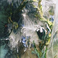 EOH - Fungus & Ecdysis