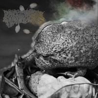 Phyllomedusa - African Mist