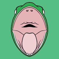 Phyllomedusa - In League With Uperoleia