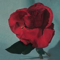 METZ - Light Your Way Home