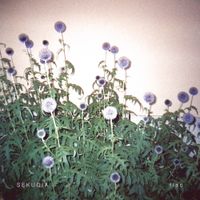 Sekuoia - Flac