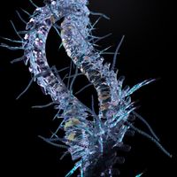 Ohr Hiemis & Augustin Braud - Opal Spine