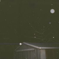 Corn Wave - new year theme 2024