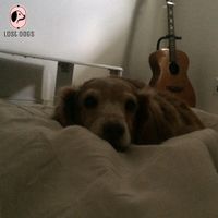 夕方の犬 [Dog in the Evening] - memory leaks vaporwave