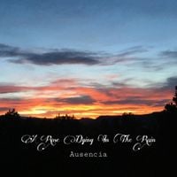A Rose Dying in the Rain - Ausencia
